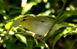 Yellow-Throated Woodland-Warbler (Phylloscopus ruficapilla).jpg