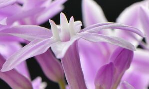 紫嬌花-1.jpg