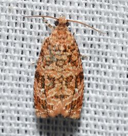 - 2772 – Phaecasiophora niveiguttana – Labyrinth Moth (17188146386).jpg