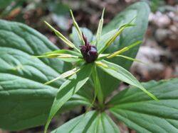 20150421Paris quadrifolia14.jpg