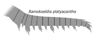20191221 Radiodonta frontal appendage Ramskoeldia platyacantha.png