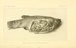A contribution to the ichthyology of Mexico (1902) (20504736059).jpg