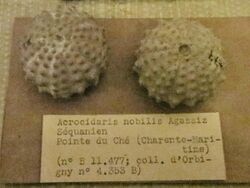 Acrocidaris nobilis.jpg