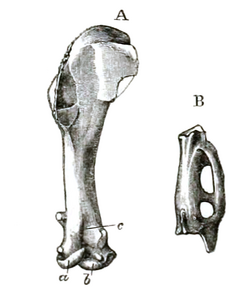 Aegialornis gallicus – Lydekker, 1891.png