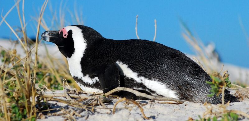File:African Penguin at Boulders Beach.jpg