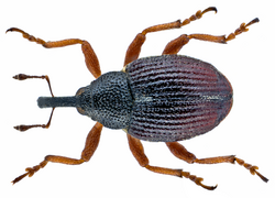 Amalus scortillum (Herbst, 1795) (14987881695).png