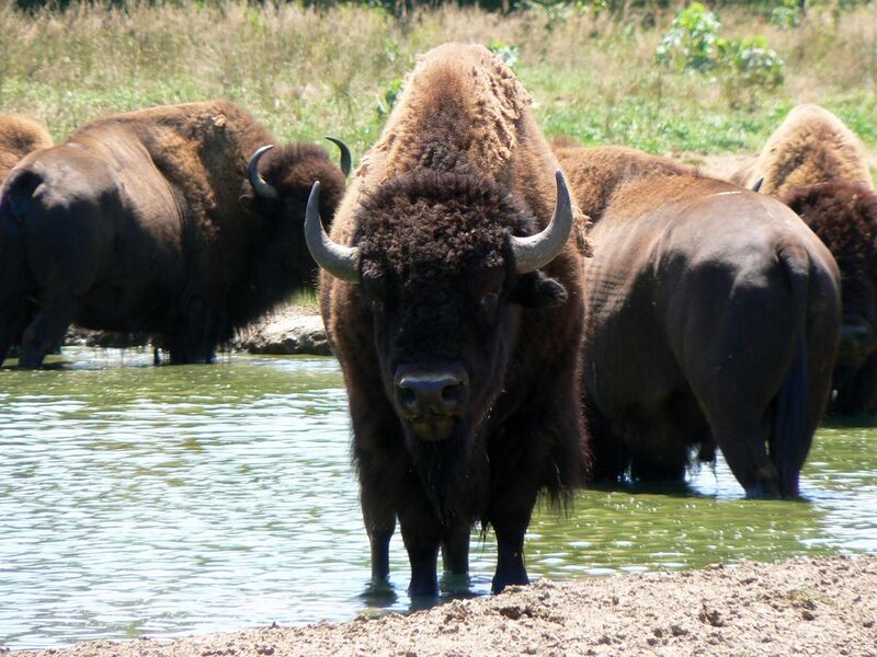 File:American Bison with friends.jpg
