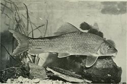 American food and game fishes - a popular account of all the species found in America, north of the equator, with keys for ready identification, life histories and methods of capture (1902) (14780309794).jpg