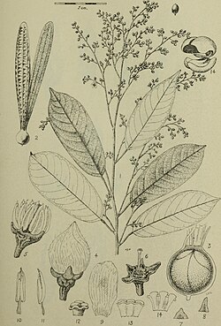 Botanical drawing of Anisoptera laevis tree