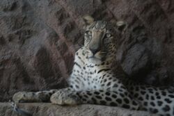 Arabian Leopard, Sharjah.jpg