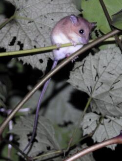 Asiatic Long-tailed Climbing Mouse Vandeleuria oleracea by Dr. Raju Kasambe DSCN0383 (10).jpg