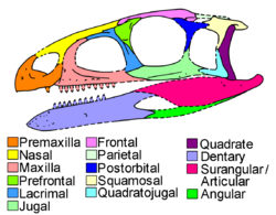 Asilisaurus skull diagram.png