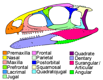 Skull diagram with color-coded individual bones