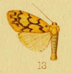 Asura percurrens Hampson 1915.png