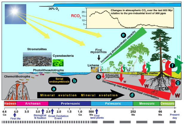 The different types of organisms involved in biological weathering of the Earth's Crust and a timescale for their evolution.