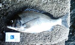 Black seabream(side.JPG