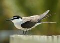 Bridled Tern LEI Nov06.JPG