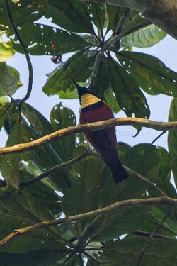 Buff-throated Sunbird - near Kakum NP - Ghana 14 S4E1680 (16016140920).jpg