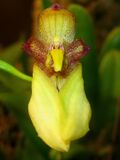 Bulbophyllum boninense1 - cropped.jpg