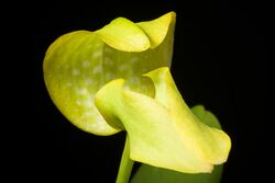 Bulbophyllum grandiflorum fma. aureum 'Shining Fuji' Blume, Rumphia 4 42 (1849) (48891950778).jpg