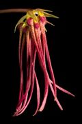 Bulbophyllum habrotinum J.J.Verm. & A.L.Lamb, Blumea 38 335 (1994) (47080630934).jpg