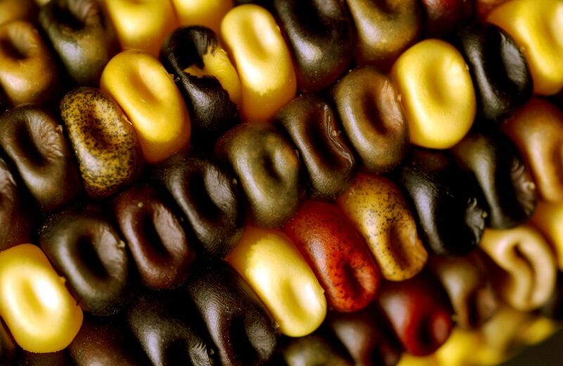 File:CSIRO ScienceImage 3195 Maize or corn.jpg