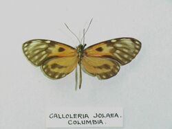 Calloleriajolaea.jpg