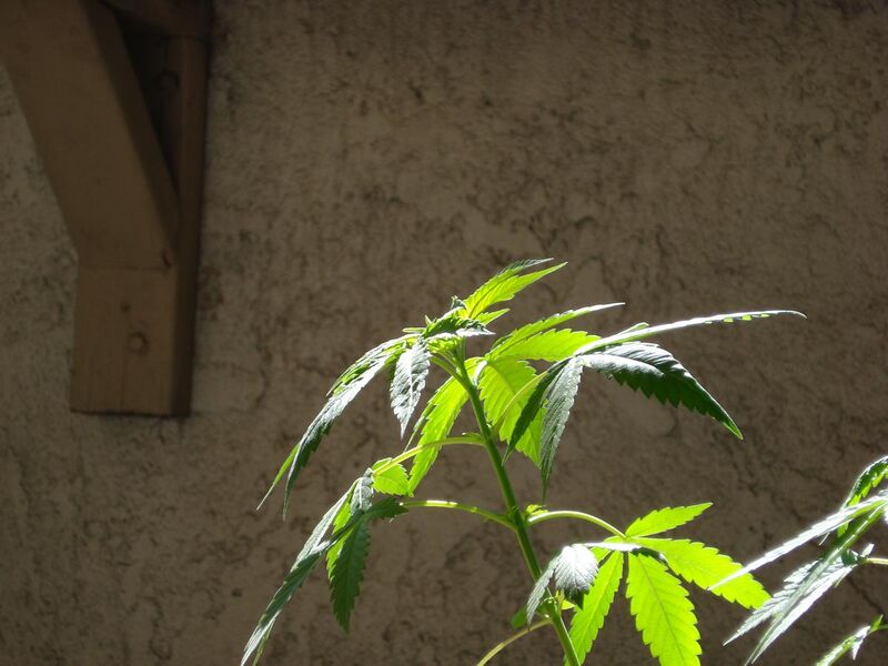 File:Cannabis-vegetative-growth-00003.jpg
