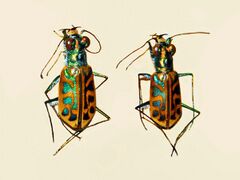 Carabidae - Habrodera nilotica.JPG