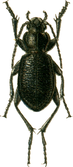 Carabus maurus Jacobson.png