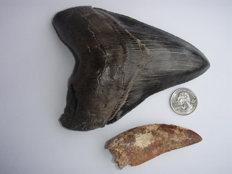 File:Carcharodontosaurus and Megalodon teeth.jpg