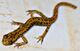 Cave Salamander (26370964153) (cropped).jpg