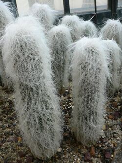 Cephalocereus senilis.jpg