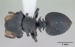 Cephalotes eduarduli casent0173676 dorsal 1.jpg