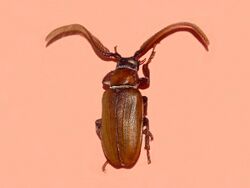 Cerambycidae - Cantharocnemis antennatus.jpg