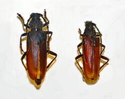 Cerambycidae - Cerambyx welensii.jpg