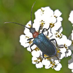 Cerambycidae - Gaurotes (Carilia) virginea thalassina-001.jpg