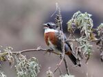 Chestnut-breasted Mountain-Finch (Poospiza caesar).jpg