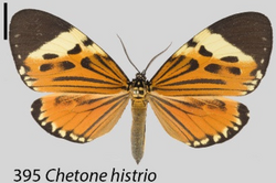 Chetone histrio (Boisduval 1870), an example of hymenopteran mimicry.png