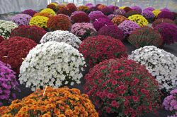 Chrysanthemum × morifolium Dompierre 1.jpg