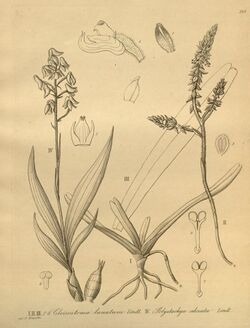 Cleisomeria lanatum (as Cleisostoma lanatum) - Polystachya odorata - Xenia 3 pl 249.jpg