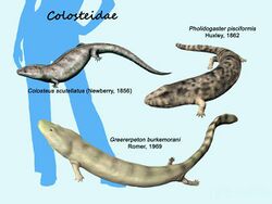 Colosteidae NT.jpg