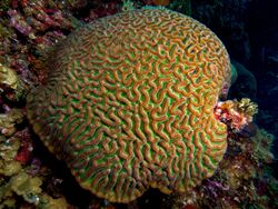 Colpophyllia natans (Boulder Brain Coral) entire colony.jpg