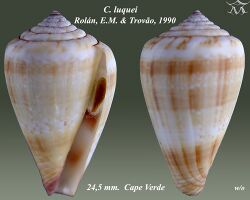 Conus luquei 1.jpg