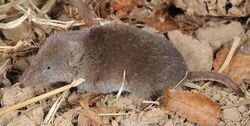 Crocidura lasiura 2813469.jpg