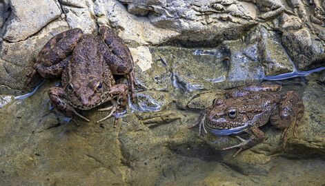 Cyprus water frogs (Pelophylax cypriensis).jpg