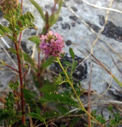 Dalea foliosa Tennessee.jpg