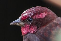 Dark-breasted Rosefinch Sikkim India.jpg