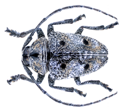 Dichostates quadripunctatus (Chevrolat, 1855).png