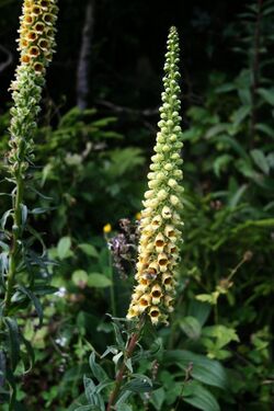 Digitalis ferruginea 4.jpg